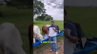 10º DIA DE ADAPTAÇÃO GRÃO INTEIRO manejodepasto pecuaria confinamento grãointeiro [upl. by Ynafets]