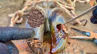 Cut Trim and Cleaning  Screw with Nails WAS STUCK IN cows hoof  Cleaning Cow Nails [upl. by Ninette]