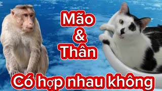 tuoi MÃO amp TUỔI THÂN CÓ HỢP NHAU KHÔNG  Mời bà con vào nghe câu chuyện đáng lưu tâm 🙏🙏🙏 [upl. by Ardnatal]