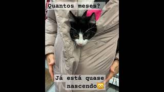 gatos gatinhos animais pets shorts feed reels youtube youtubeshorts [upl. by Meuse]