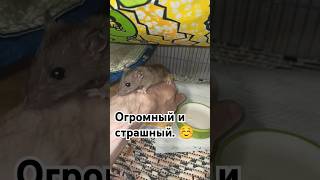 Дикий крысëнок подрастает 😘 Меняем клетку ныряем в кашу 😁 wildrats cuterats like животные [upl. by Aiden]