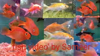 fish video fancy fish  fish babies [upl. by Correna]