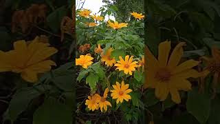 Las Tithonia diversifolia ya floreciendo Shorts elcampo nature [upl. by Adnahc]