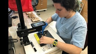 Determining the Resiliency of Juvenile Oysters in Chesapeake Bay [upl. by Ayekahs551]