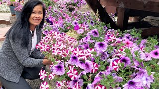 These Petunias keeps blooming all summer long How I keep them blooming🌸💐🌼 [upl. by Shandeigh]