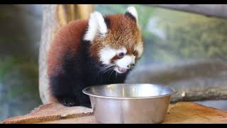 Second Cutest Red Panda Cub Video [upl. by Nnasus]