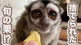 お店で沢山の栗が捨てられるので、もらってきて動物園のお猿さん達に与えたら大喜びで食べてくれました♫ [upl. by Wane]