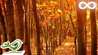 Fall Asleep Fast Deep Relaxing Music Sleep Music Meditation Music Sleeping Music ★135 [upl. by Obmar]