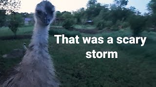 Checking on the Emus after the worst storm weve had [upl. by Aihcela]