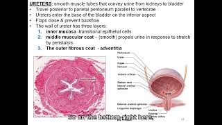 Urinary System part 5 urine flow from kidney micturition [upl. by Edgell]