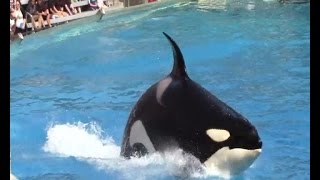 SeaWorld to End Killer Whale Performances Amid Pressure [upl. by Felske]