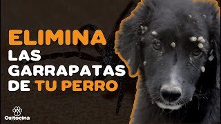 7 REMEDIOS CASEROS PARA ELIMINAR LAS GARRAPATAS DE TU PERRO [upl. by Ellehsat807]