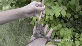 Identifying Japanese knotweed [upl. by Aerised]