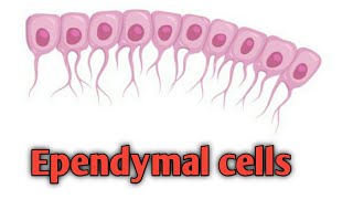 Ependymal CellsstructureFunctions [upl. by Treblah]