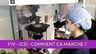 FIV ICSI en laboratoire PMA Comment ça marche [upl. by Elbring425]