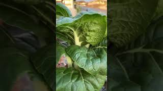 Harvest time Hydroponically grown bok choy gardening garden [upl. by Enitram677]