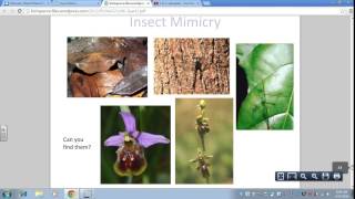 Invertebrates From Mollusks to Echinoderms [upl. by Inami]