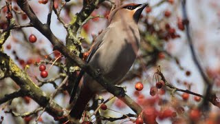 Waxwings feeding on berries [upl. by Ardnuhsal]