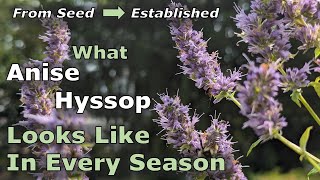 What Agastache foeniculum Anise Hyssop Looks Like in Every Season From Seed to Established Plant [upl. by Zilada]