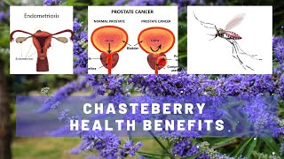 What are the Health Benefits of Chasteberry amp Side Effects [upl. by Abey]