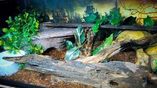 Ball Python Setup and DIY Snake Hide [upl. by Eberhard]