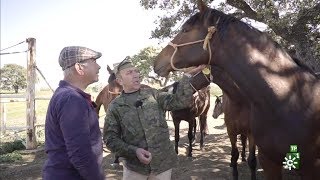 TodoCaballo  La cuna del hispanoárabe y el trabajo en la yeguada militar [upl. by Gerk]