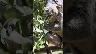 Koalas may not be smart but they can eat toxic plants [upl. by Galer]