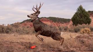 Utah Wildlife Migration Initiative Paunsaugunt Mule Deer Capture [upl. by Jt164]