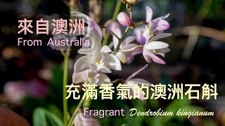 蘭花 來自澳洲的蘭花 淡淡的香味的澳洲石斛  the orchid of Dendrobium kingianum from Australia  orchid care [upl. by Celeski732]