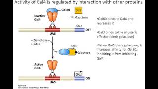 Gal system in eukaryotes [upl. by Anadal813]