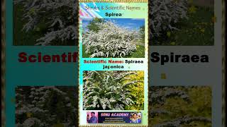 Spirea spirea🌺💮🏵️🍀plants shorts reels trending viral ytshorts shortsfeed facebook video [upl. by Batruk82]