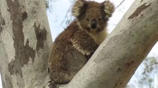 Koala  Phascolarctos cinereus [upl. by Reywas615]