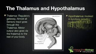 028 The Thalamus and Hypothalamus [upl. by Ruford]