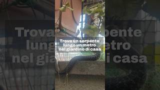 Quarto Oggiaro Milano serpente incastrato nella rete del suo giardino paura per una signora [upl. by Beatriz758]