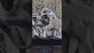 Vervet monkey around Sudwala caves sudwalacaves mpumalanga [upl. by Eelanaj173]