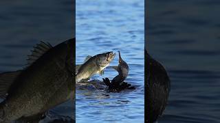 Watch this crazy bird swallow a fish bigger than its head Cormorants are amazing hunters [upl. by Cornelie]