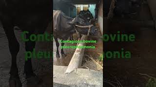 Treatment of contagious bovine pleuropneumonio in cow ampBuffaloPKdairyfarmingvillagelifestyle [upl. by Olney310]