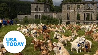 Golden retriever lovers unite Hundreds mark breed anniversary  USA TODAY [upl. by Joiner]