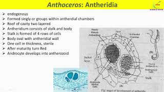 Anthoceros ReproductionVegetative and Sexual Reproduction in AnthocerosAntheridium and Archegonium [upl. by Nnaes]