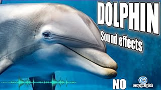 Dolphin noises real dolphin sounds and dolphin sound effect without copyright [upl. by Awad280]