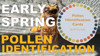 EARLY SPRING POLLEN IDENTIFICATION [upl. by Akila]