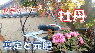 【牡丹冬の手入れ】剪定と元肥【園芸シリーズ】 [upl. by Refynnej]