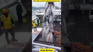 How fisherman store fish for long time inside fishing boat amazingfacts fishing fish sea facts [upl. by Agripina]