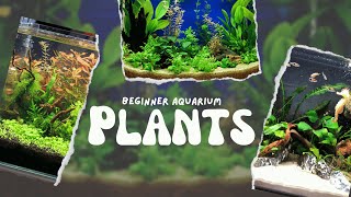 Top 10 Beginner Aquarium Plants 🌿 [upl. by Flyn964]