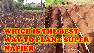 Which is the best way to plant super Napier [upl. by Anallij]