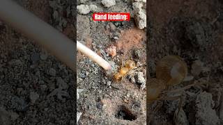 Hand feeding a Myrmecocystus mexicanus queen ant nectar [upl. by Tayib]