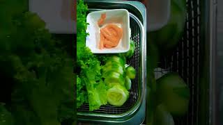 checkout my Hydroponically grown lettuce hydroponics kratkymethod thankyouforwatching [upl. by Howe]