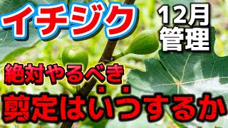 【イチジク】剪定はいつするのが正解？12月の管理方法について分かりやすく解説 [upl. by Yurik]