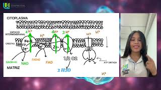 Fosforilación Oxidativa  Universidad cooperativa de Colombia Bioquímica [upl. by Eldnek]