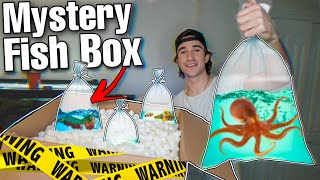 BUYING CREEPY BAT FISH MYSTERY BOX whats inside [upl. by Ambie631]